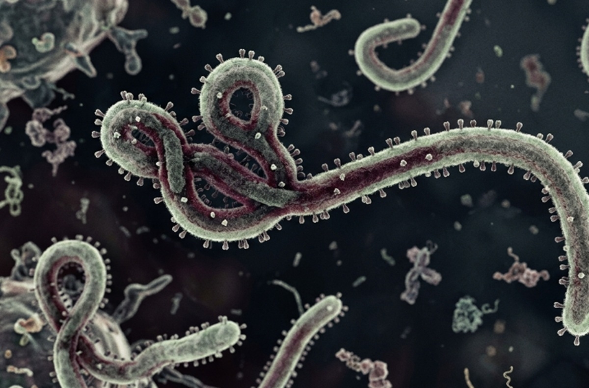 Ancaman Ebola Semakin Serius, Indonesia Ambil Langkah Darurat di Bandara dan Pelabuhan