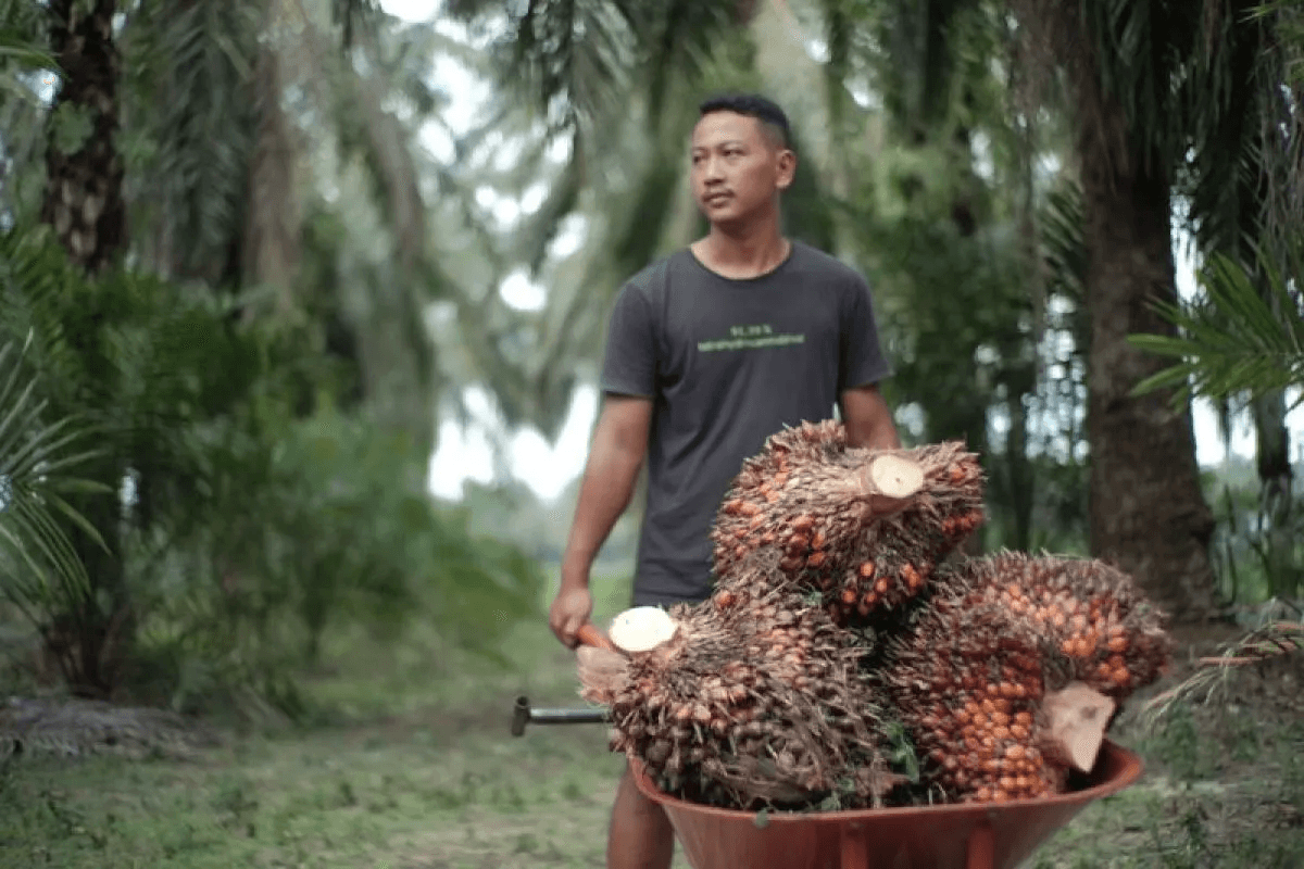 Program B50 Terancam Jadi Bumerang? Petani Sawit Khawatir Harga TBS Justru Anjlok