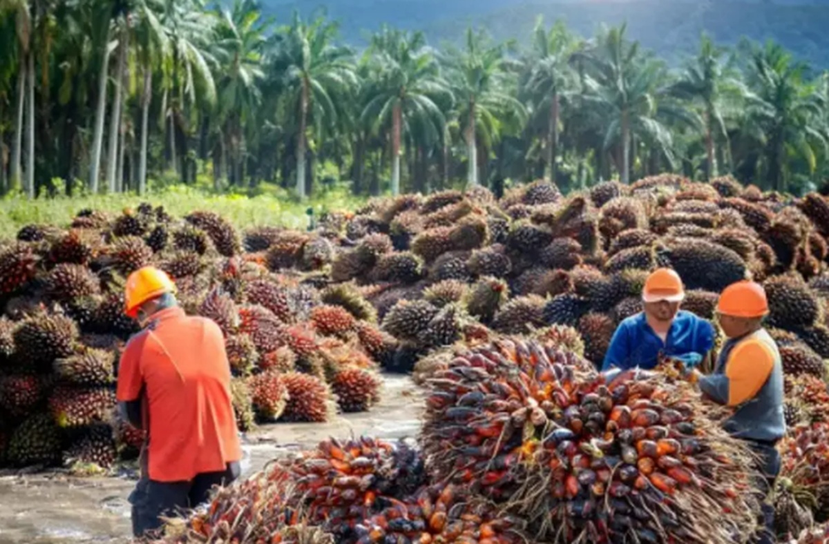 Ganoderma Mengintai Perkebunan Sawit, BRIN Siapkan Inovasi Deteksi Dini Berbasis Molekuler