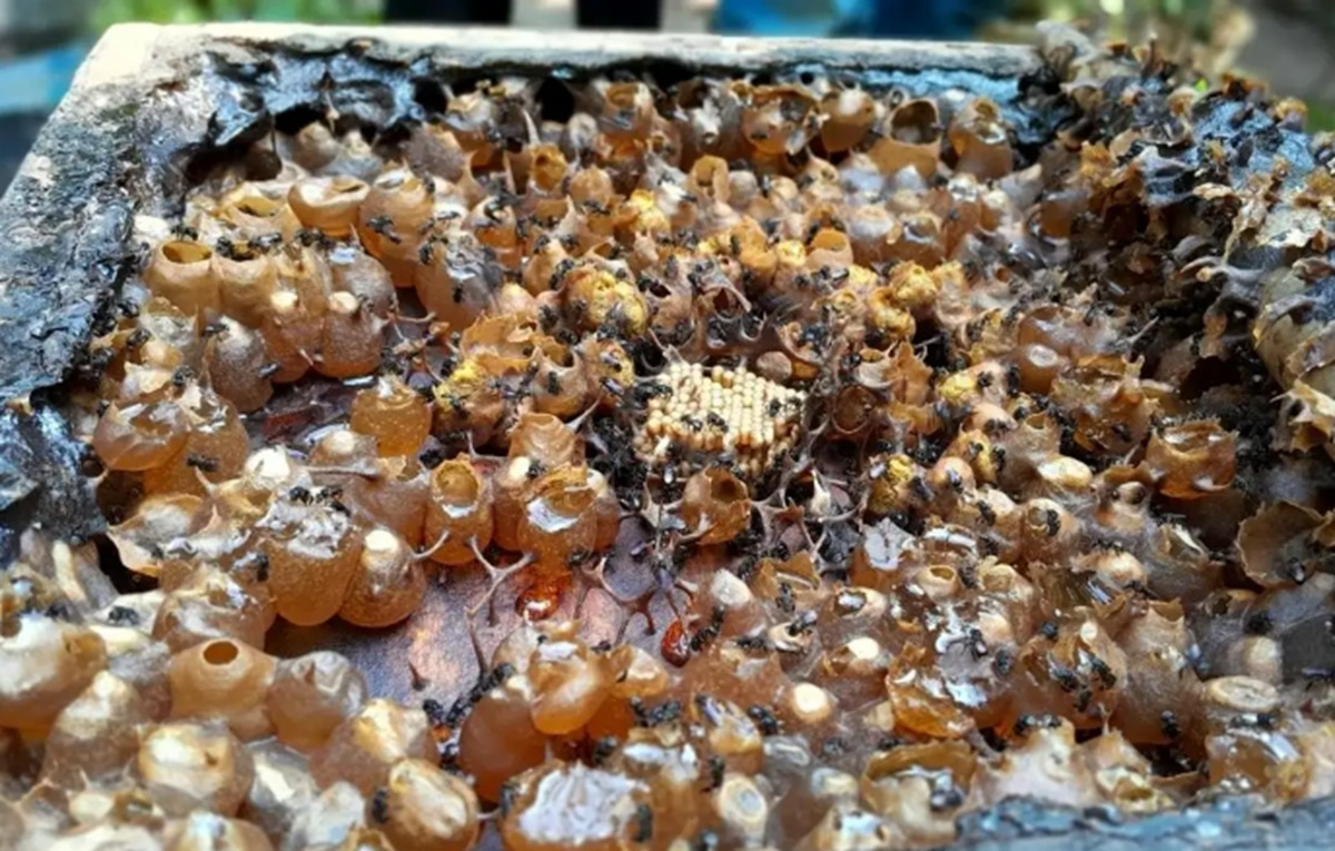 Peneliti BRIN Ungkap Khasiat Tersembunyi Madu Stingless Bee Indonesia, Bisa Lawan Kanker hingga Bakteri