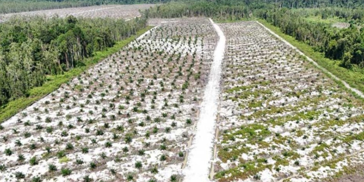 Alarm Deforestasi Indonesia! Taman Nasional Sebangau Digempur Sawit dan Tambang Ilegal