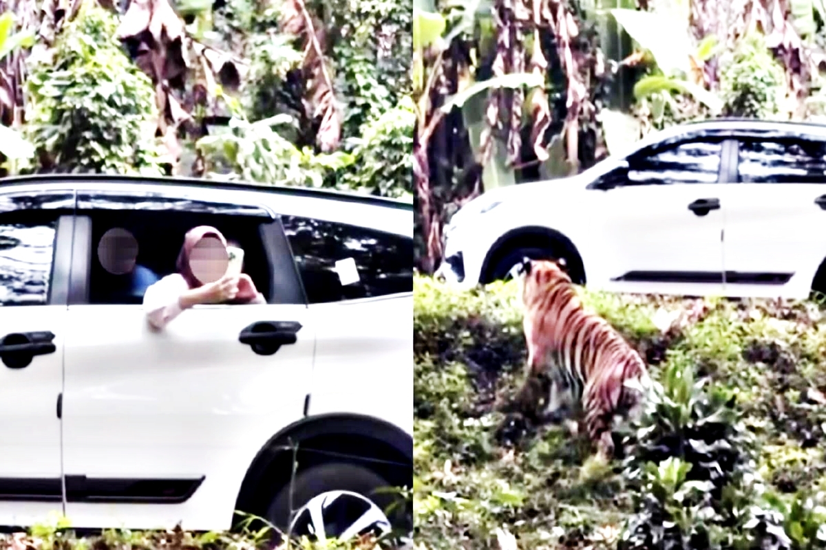 Bikin Darah Tinggi! Pengunjung Taman Safari Nekat Buka Kaca di Kandang Harimau Demi Konten, Warganet: Blacklist Saja!