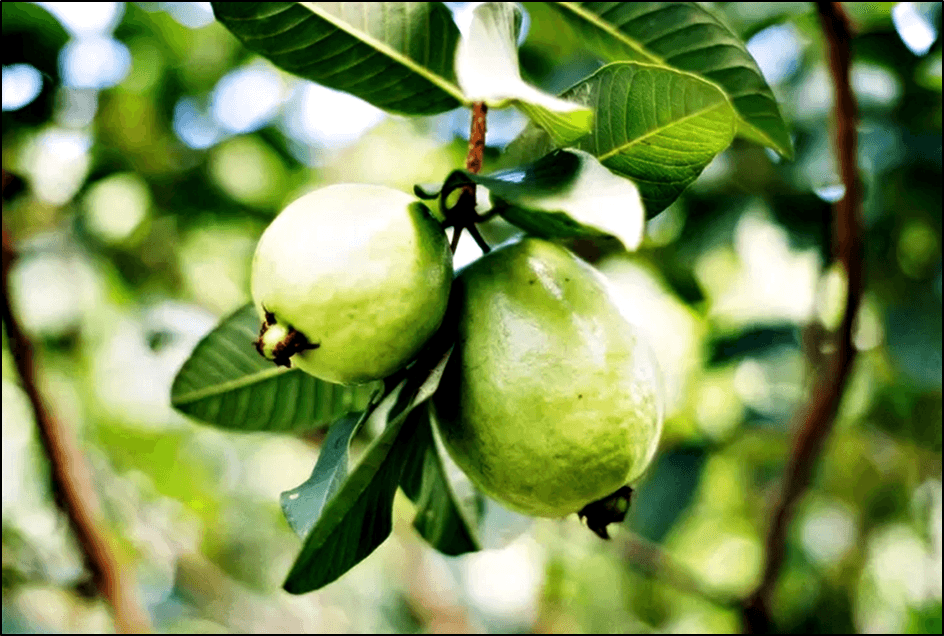 Menakjubkan! 8 Manfaat Buah 'JAMBU BIJI' untuk Kesehatan. Salah Satunya Dapat Mengobati Penyakit DBD