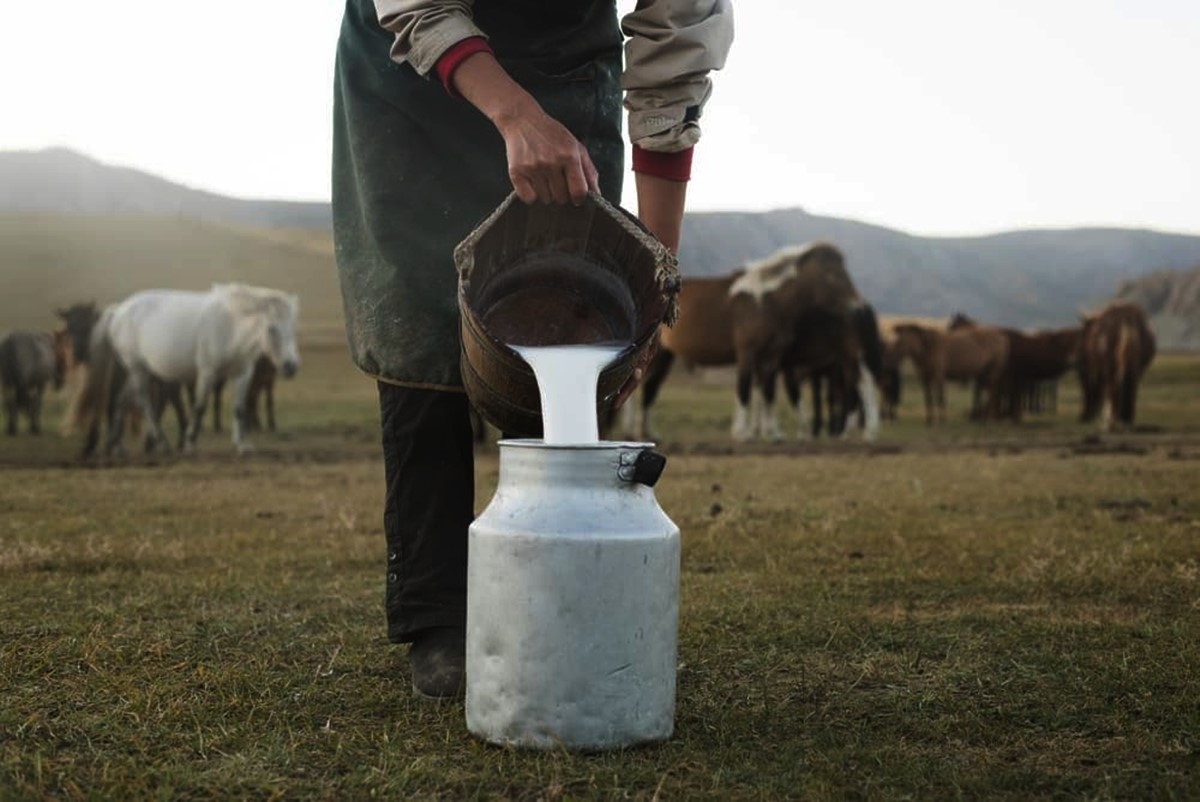 Khasiat Susu Kuda Liar Dipercaya Bangkitkan Kejantanan dan Menjaga Kekebalan Tubuh, Intip Cara Konsumsinya