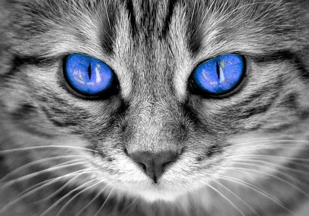 Dari Warna MATA KUCING Dapat di Ketahui Penyakit Bawaan Dan Kemampuan Spritualnya