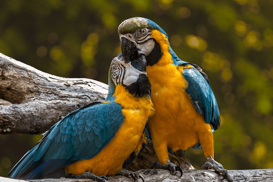 Belum Banyak Yang Tahu, Mengapa Burung Beo Bisa Bicara Menirukan Manusia ? Ini Penjelasannya