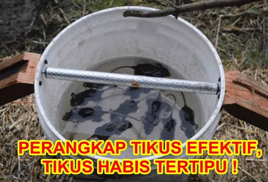 Ide Cerdas : Membuat Sendiri Perangkap Tikus Sederhana Modal Ember Bekas, Tikus Habis Tertipu!