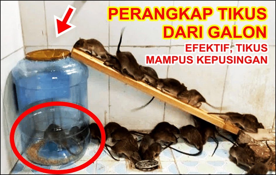 Ide Cerdas: Membuat Sendiri Perangkap Tikus Sederhana Modal Galon Bekas, Tikus Mampus Kepusingan!