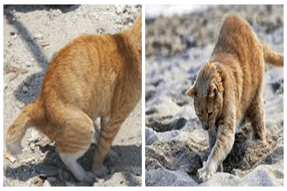 Banyak Yang Belum Tahu, Kebiasaan Kucing Menguburkan Sendiri Kotorannya, Ini Alasannya