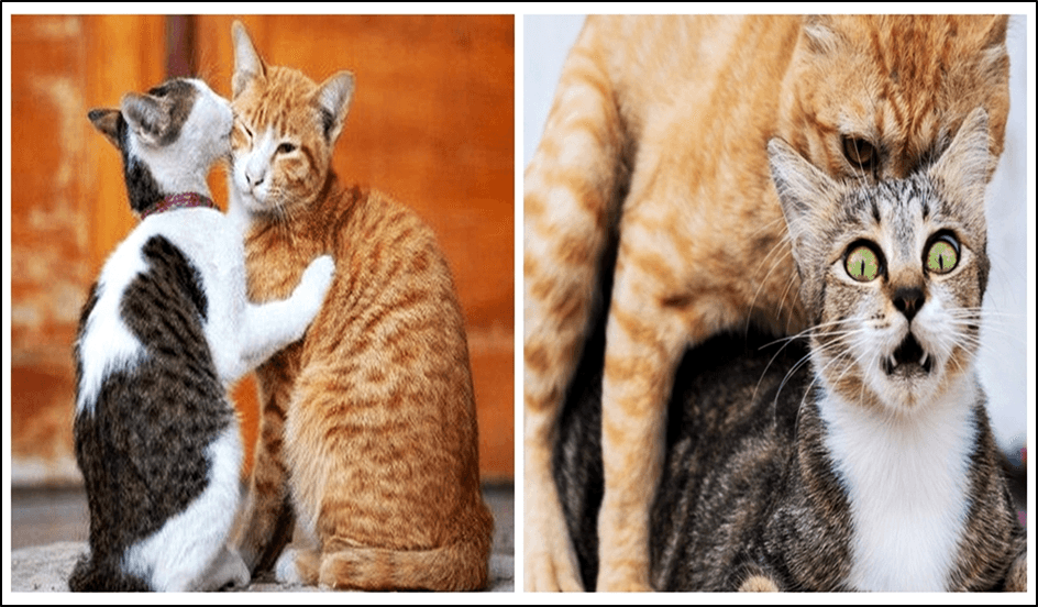 Kepoin Yuk Sob, Pemilik Wajib Tahu, Tips Atasi Kucing Kawin Agar Tidak Berisik
