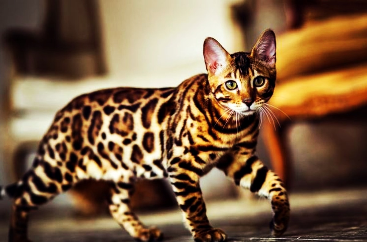 Gila Sob! 10 Ras KUCING Termahal Di Dunia, Bisa Seharga 1 Mobil Alphard Mencapai Milyaran Rupiah