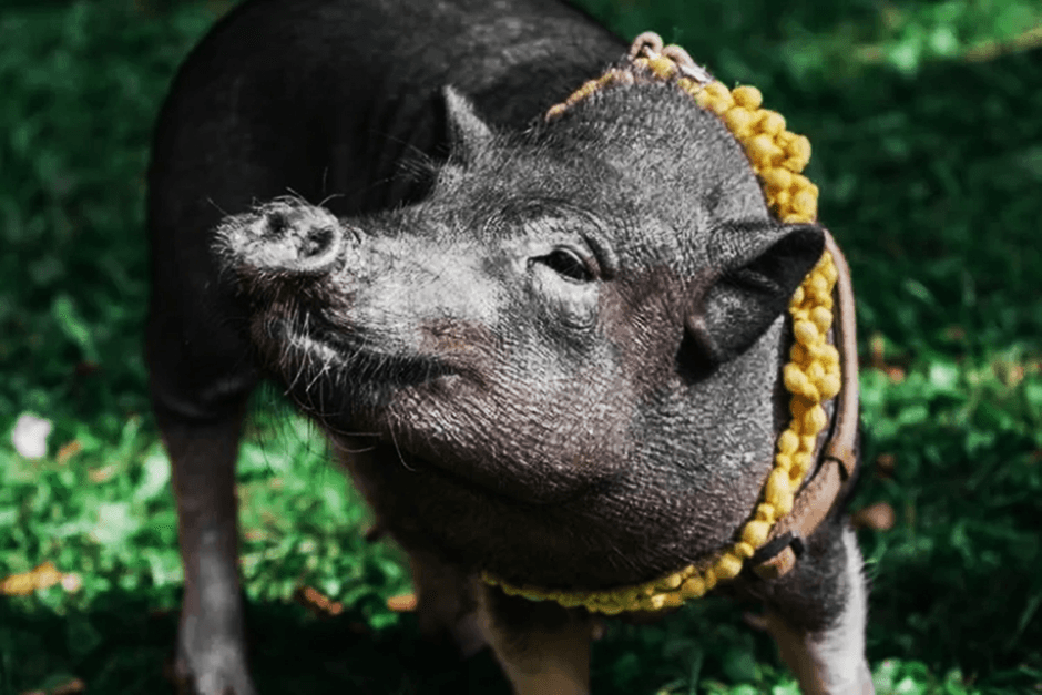 Pengakuan Pelaku Melakukan Ritual Pesugihan Babi Ngepet, Membeberkan Ritualnya Tanpa Ragu, Begini Kisahnya