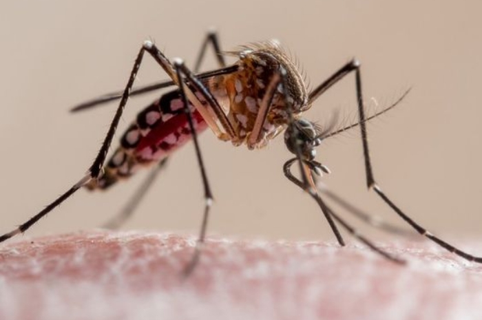 25 April Diperingati sebagai Hari Malaria Sedunia, Intip Sejarah dan Artinya!