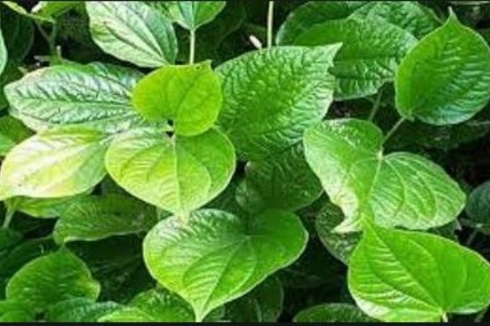 Wajib Tahu! ini Manfaat Daun Bidara Bagi Kesehatan, Bisa Mengobati Jerawat