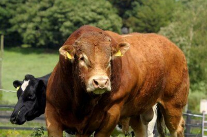 Apa Itu Sapi Limosin? Hewan Kurban Pilihan Pejabat hingga Selebritas Tanah Air