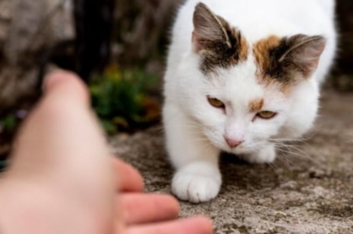 Efek Konsumsi Daging Kucing bagi Kesehatan, Dilakukan oleh Bapak Kos di Semarang