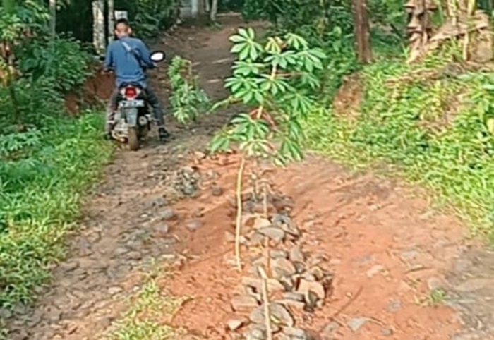 Warga Kesal Puluhan Tahun Jalan Poros Desa Tidak Kunjung Diperbaiki, Berakhir Ditanami Singkong