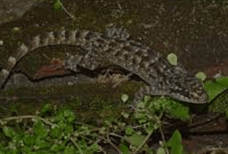 Cecak Pecel Madiun, Spesies Baru yang Mengguncang Dunia Sains