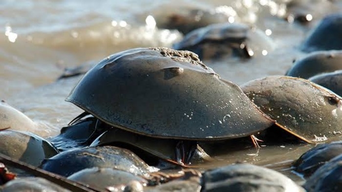 Bea Cukai Teluk Nibung Gagalkan Penyelundupan Ribuan Belangkas, Lindungi Satwa Langka dari Eksploitasi