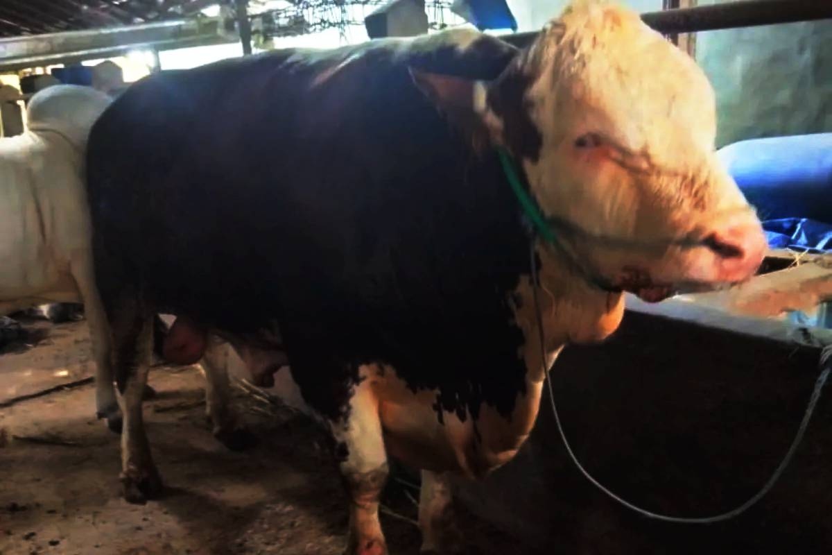 Rahasia Membagikan Daging Kurban Sapi dan Kambing dengan Adil dan Efektif agar Semua Merasakan Berkahnya