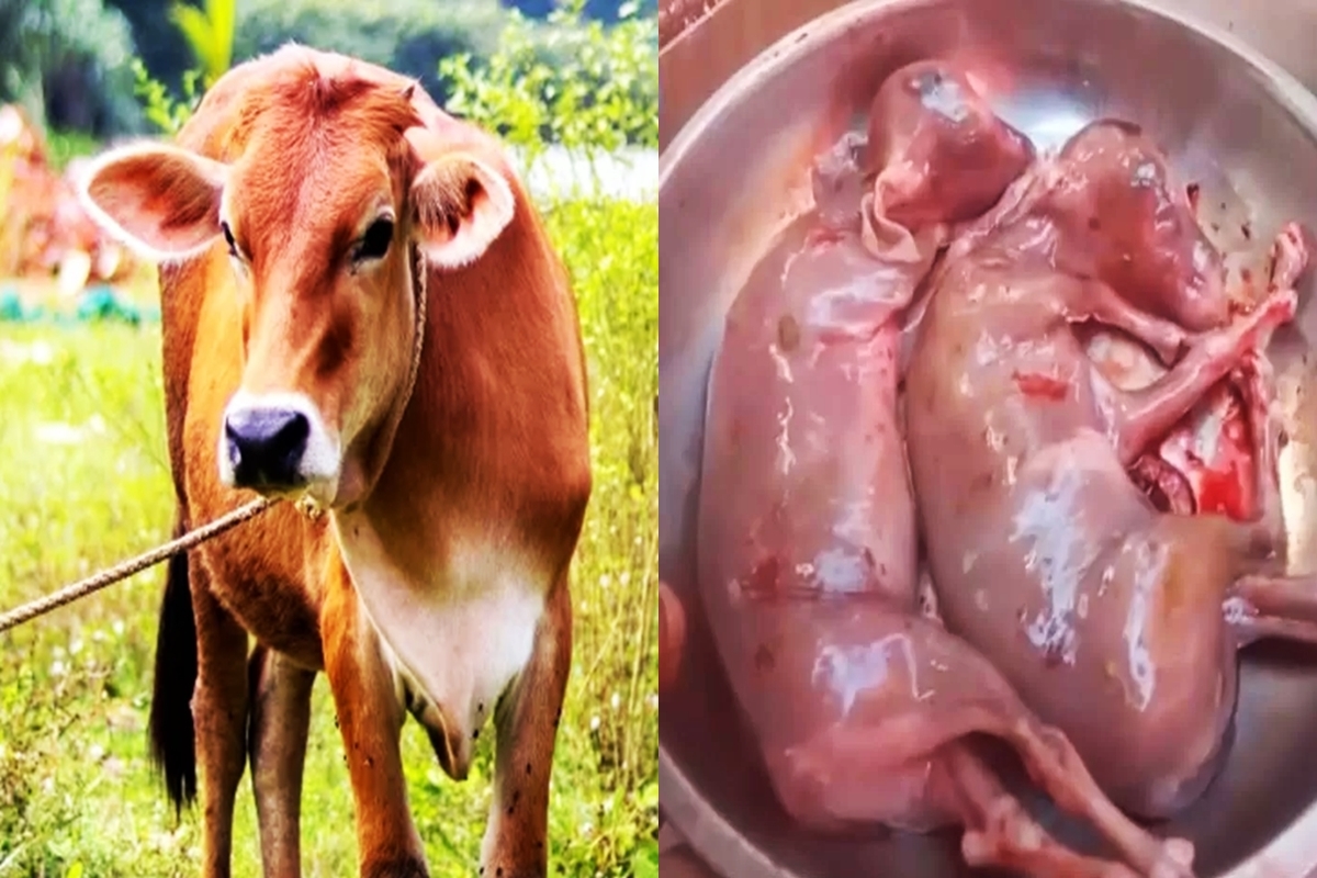 HEBOH PEKANBARU! Sapi Kurban Jantan 'Melahirkan' Sepasang Janin di Tengah Idul Adha, Panitia dan Warga Terkesima.,