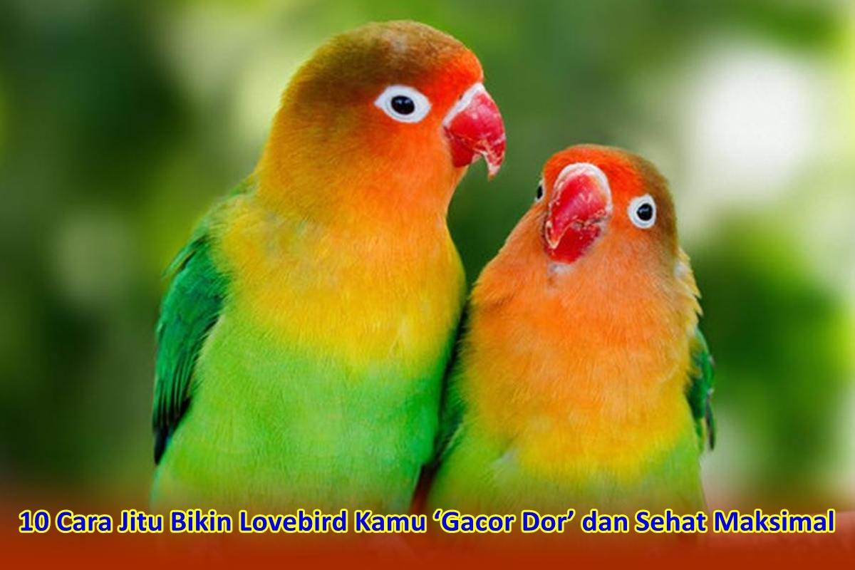 RAHASIA TERKUAK! 10 Cara Jitu Bikin Lovebird Kamu ‘Gacor Dor’ dan Sehat Maksimal, Pemula Wajib Coba