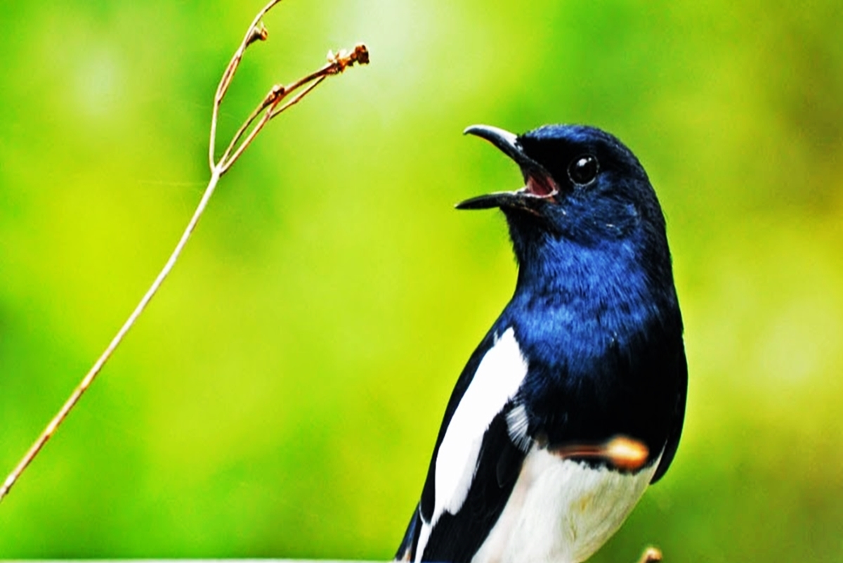 6 Cara Jitu Bikin Burung Kacer Kamu Gacor Total Dan Bermental Juara, Dijamin Langsung Beda!