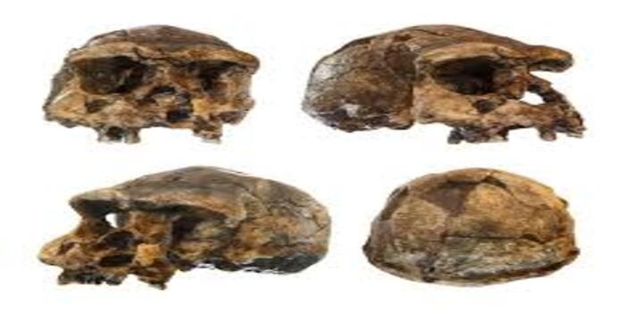 Belanda Sepakat Pulangkan Fosil Homo Erectus, Indonesia Sambut Momentum Bersejarah