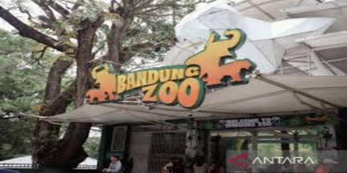 Klaim Kuat Pengelolaan Bandung Zoo, YMT Tegaskan Siap Ambil Alih Kapan Saja