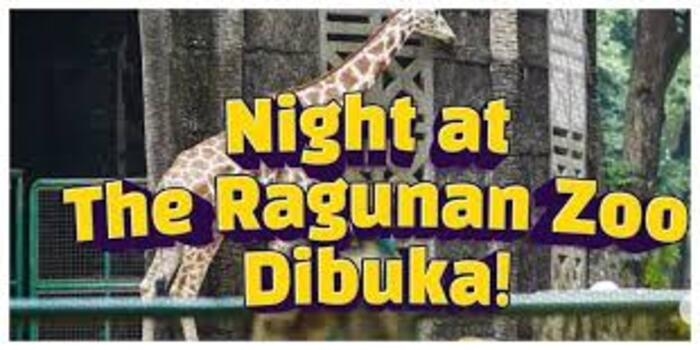 Rasakan Sensasi Kebun Binatang di Malam Hari: Ragunan Hadirkan “Night at The Zoo” untuk Warga Jakarta