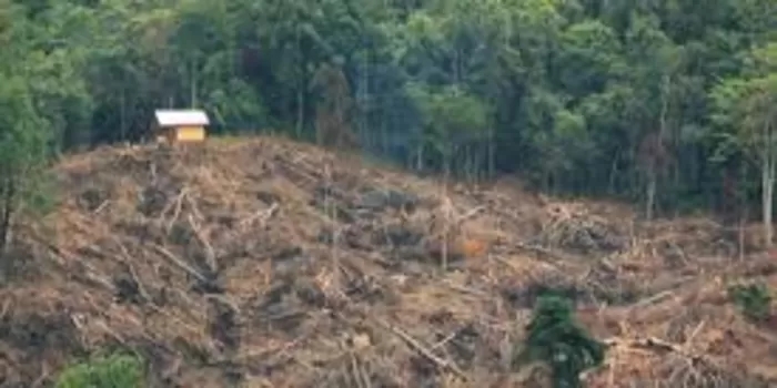 Pemerintah Bongkar Dugaan Pembalakan Liar di Sumatera, Puluhan Izin Perusahaan Dievaluasi