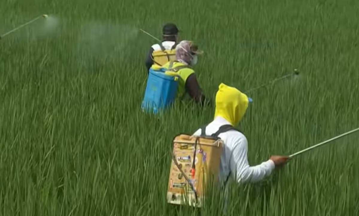Petani Jawa Tengah Temukan Cara Tanam Padi Baru, Hasil Panen Naik dan Emisi Turun Drastis