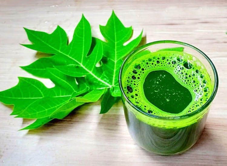 Ilustrasi daun pepaya (ist)