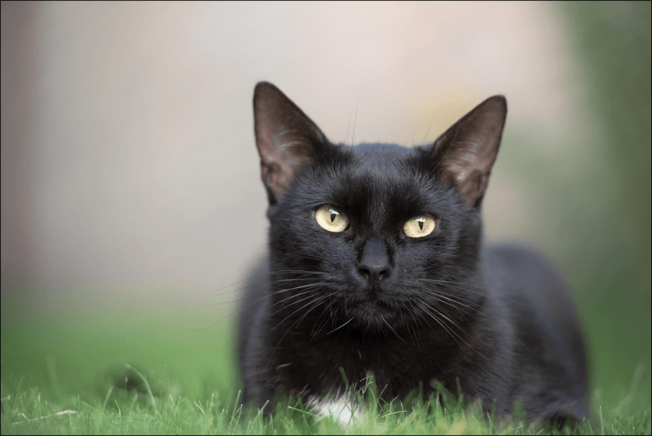 Mitos Atau Fakta: Benarkah Kucing Hitam Dipercaya Membawa Sial, Kuy !