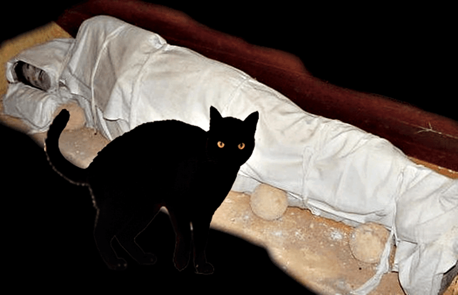 Mitos atau Fakta: Jika Kucing Hitam Melangkahi, Mayat Akan Hidup Kembali