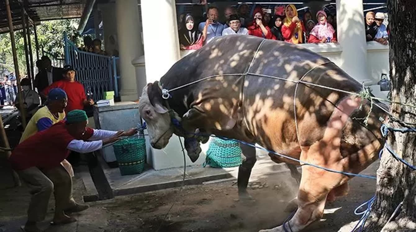  Ngamuk! Sapi Sumbangan Jokowi Saat Akan Disembelih di Masjid Istiqlal Jakarta