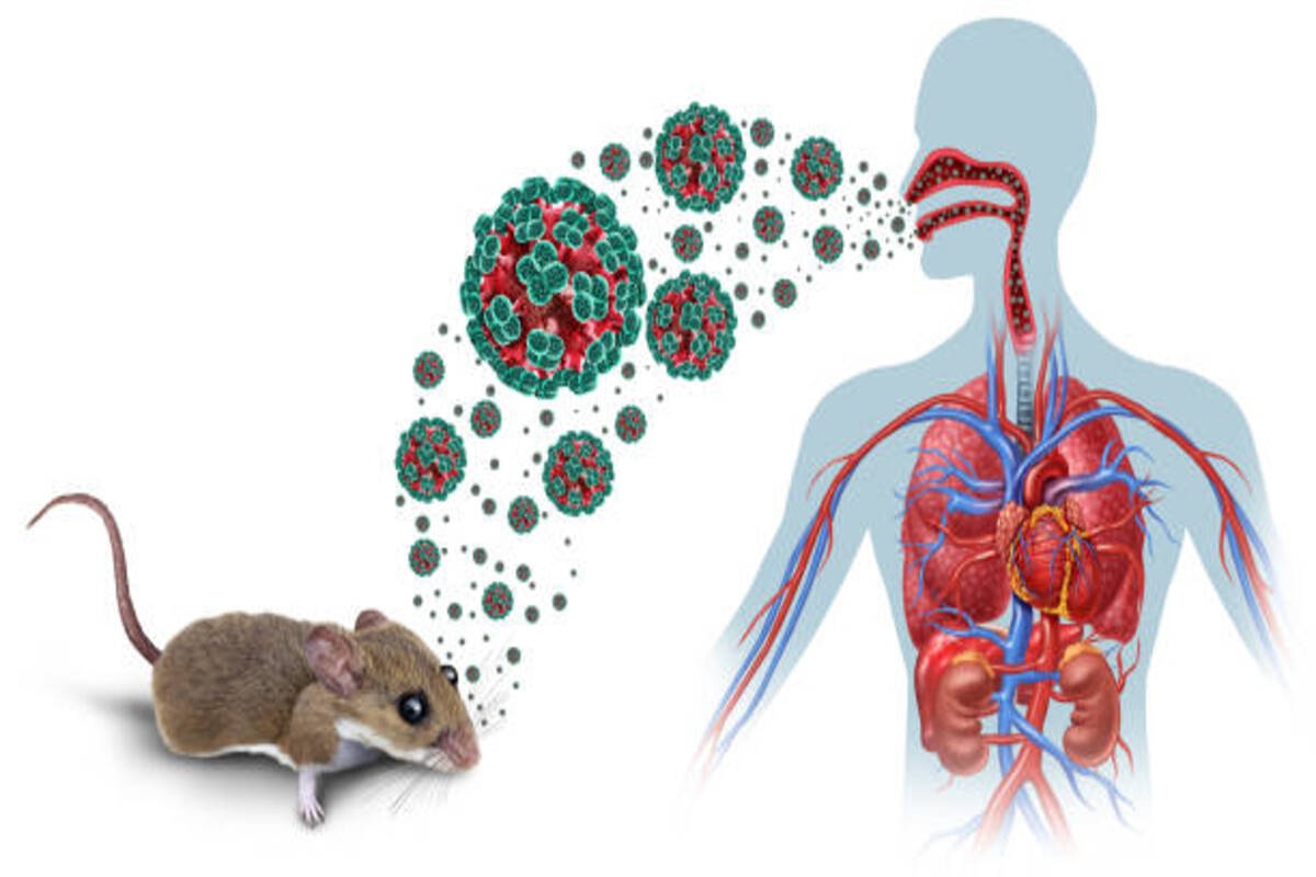 WHO Kejar Jejak Hantavirus hingga Pesawat Penumpang, Puluhan Orang dalam Pengawasan Ketat