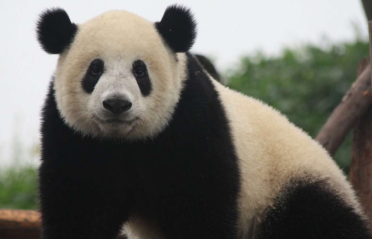 Fakta Menarik Rio, Panda Raksasa Pertama yang Lahir di Indonesia