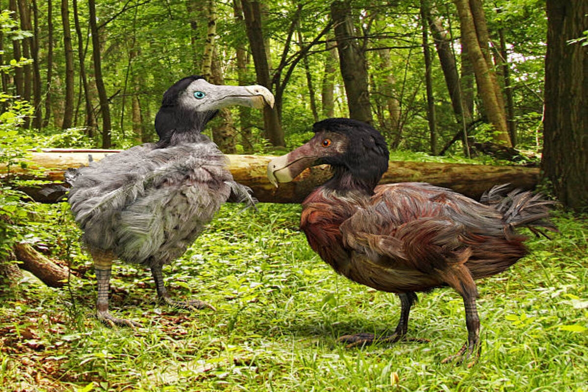 Terobosan Baru Ilmuwan AS Bawa Harapan Burung Dodo Hidup Kembali