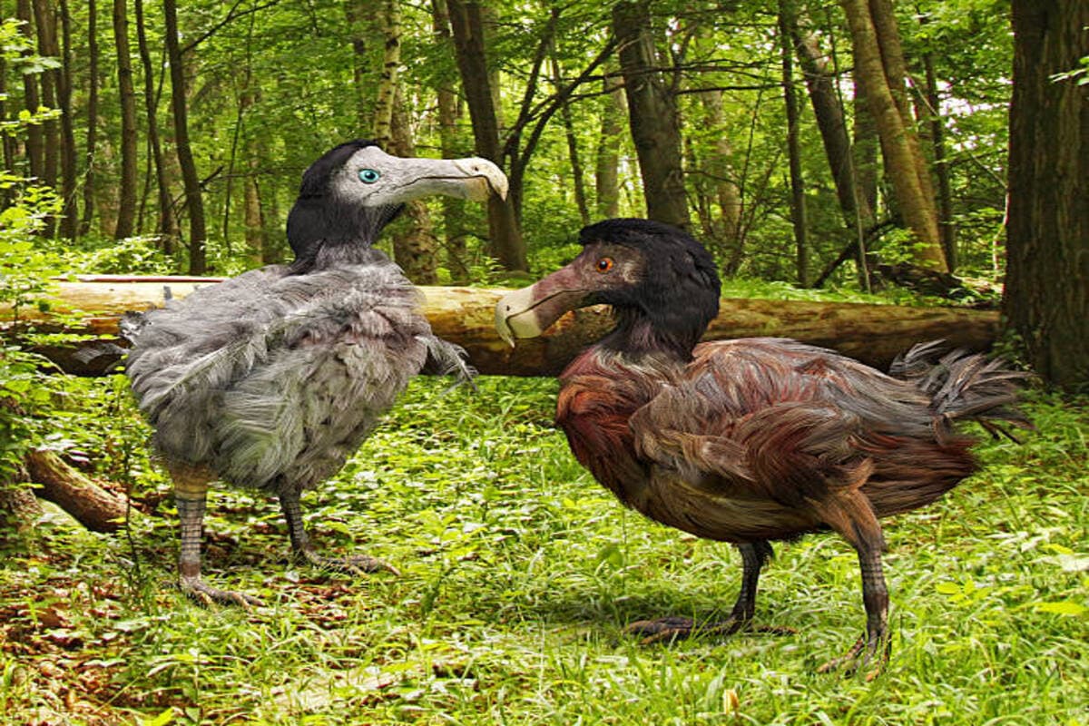 Terobosan Baru Ilmuwan AS Bawa Harapan Burung Dodo Hidup Kembali