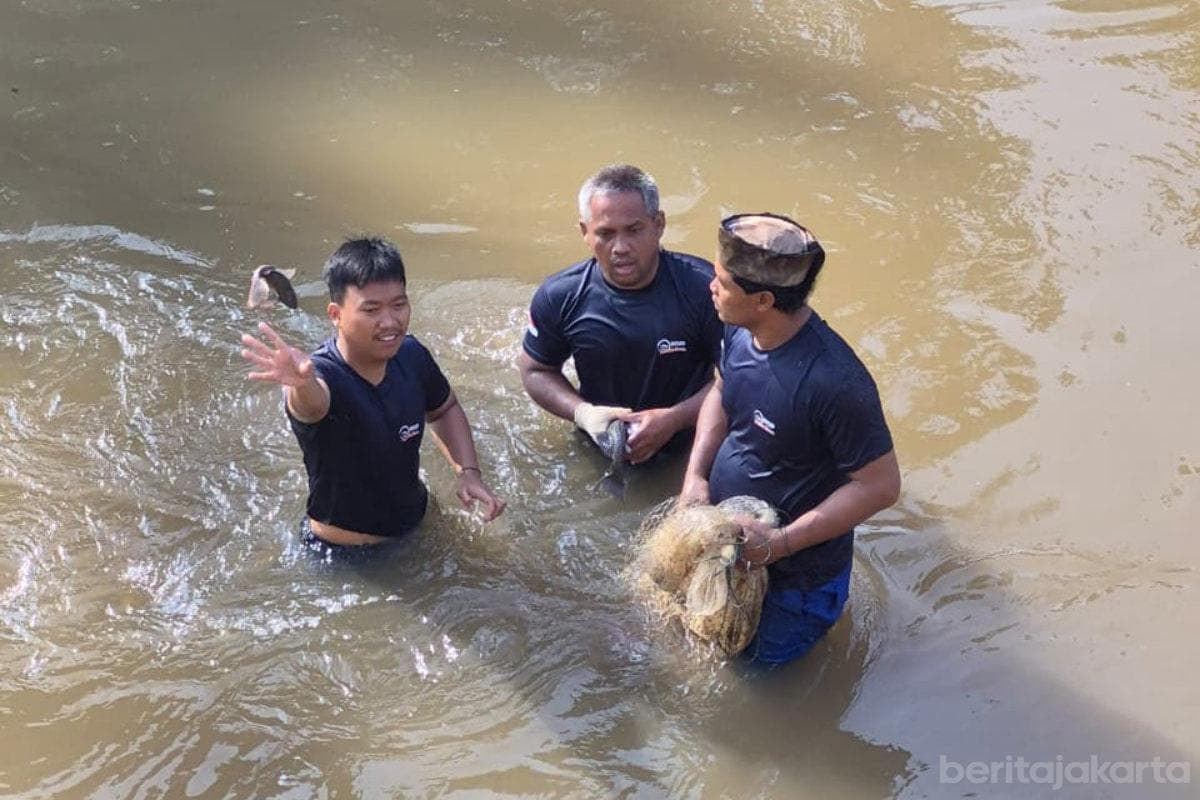 76 Ikan Sapu-Sapu Ditangkap di Kali Angke, Pemkot Jakbar Ungkap Ancaman Seriusnya