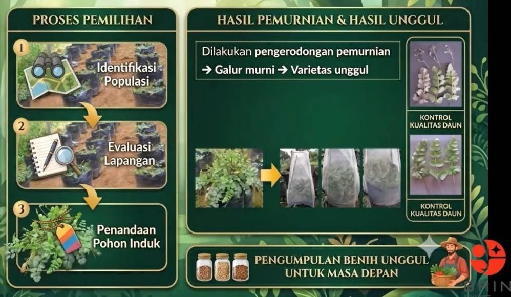 BRIN Kembangkan Purwoceng, Tanaman Obat Asli Indonesia yang Terancam Punah, Ini Terobosan Terbarunya