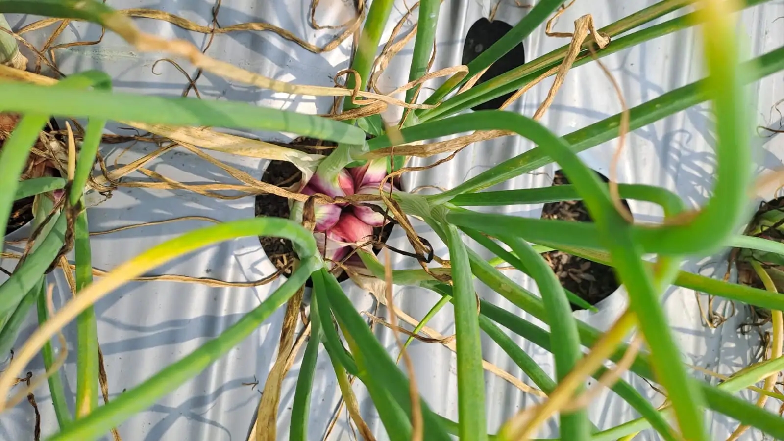 Gamaba Digadang Jadi Varietas Bawang Merah Super Produktif untuk Dataran Rendah