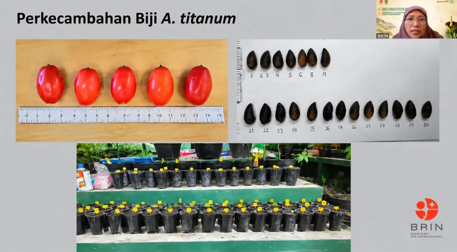 Bunga Bangkai Raksasa Terancam Punah, BRIN Perkuat Konservasi di Kebun Raya Cibodas