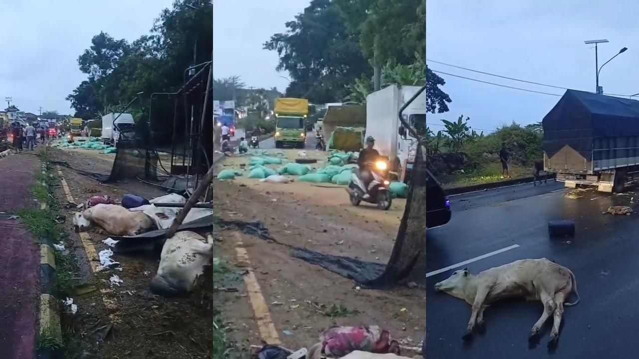 Tragis! Kecelakaan Beruntun Libatkan 3 Mobil Truk, 1 Tewas dan Sapi Berserakan Dijalan