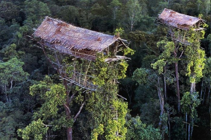 RUMAH POHON 50 M Tertinggi di Dunia Ternyata ada di PAPUA suku KOROWAI
