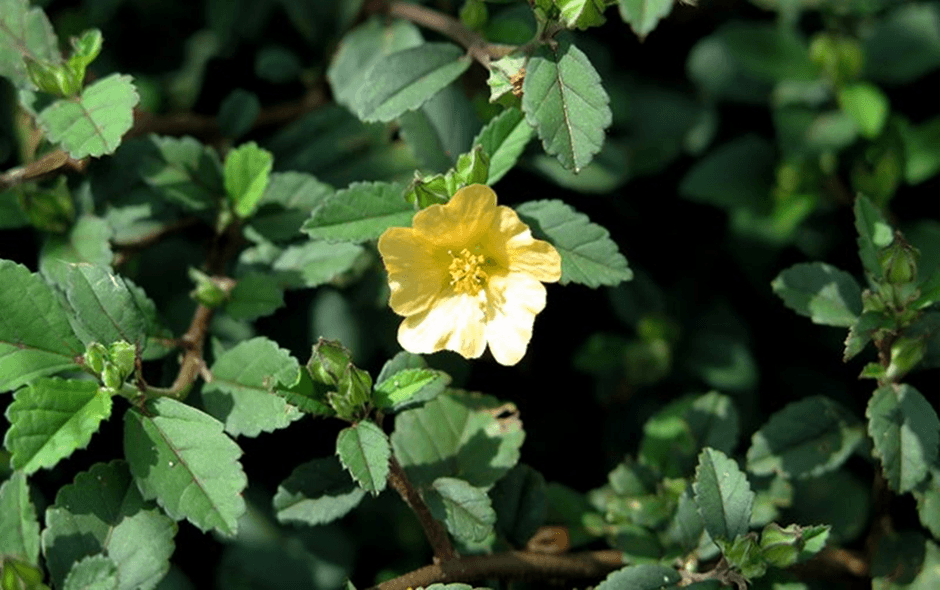 Masih Banyak Belum Tahu 8 Manfaat “Tanaman Liar” Daun Sidaguri Untuk Kesehatan dan Efek Sampingnya