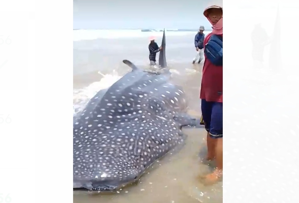 Hiu Tutul Sepanjang 10 Meter Terdampar di Pantai Kampis Pandeglang