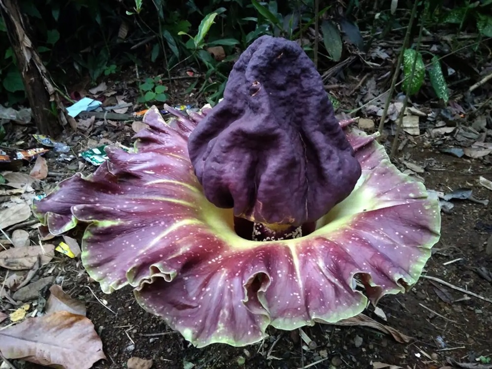 BUNGA BANGKAI di Luar Negeri Menjadi Makanan Lezat, Obat Dan Kosmetik