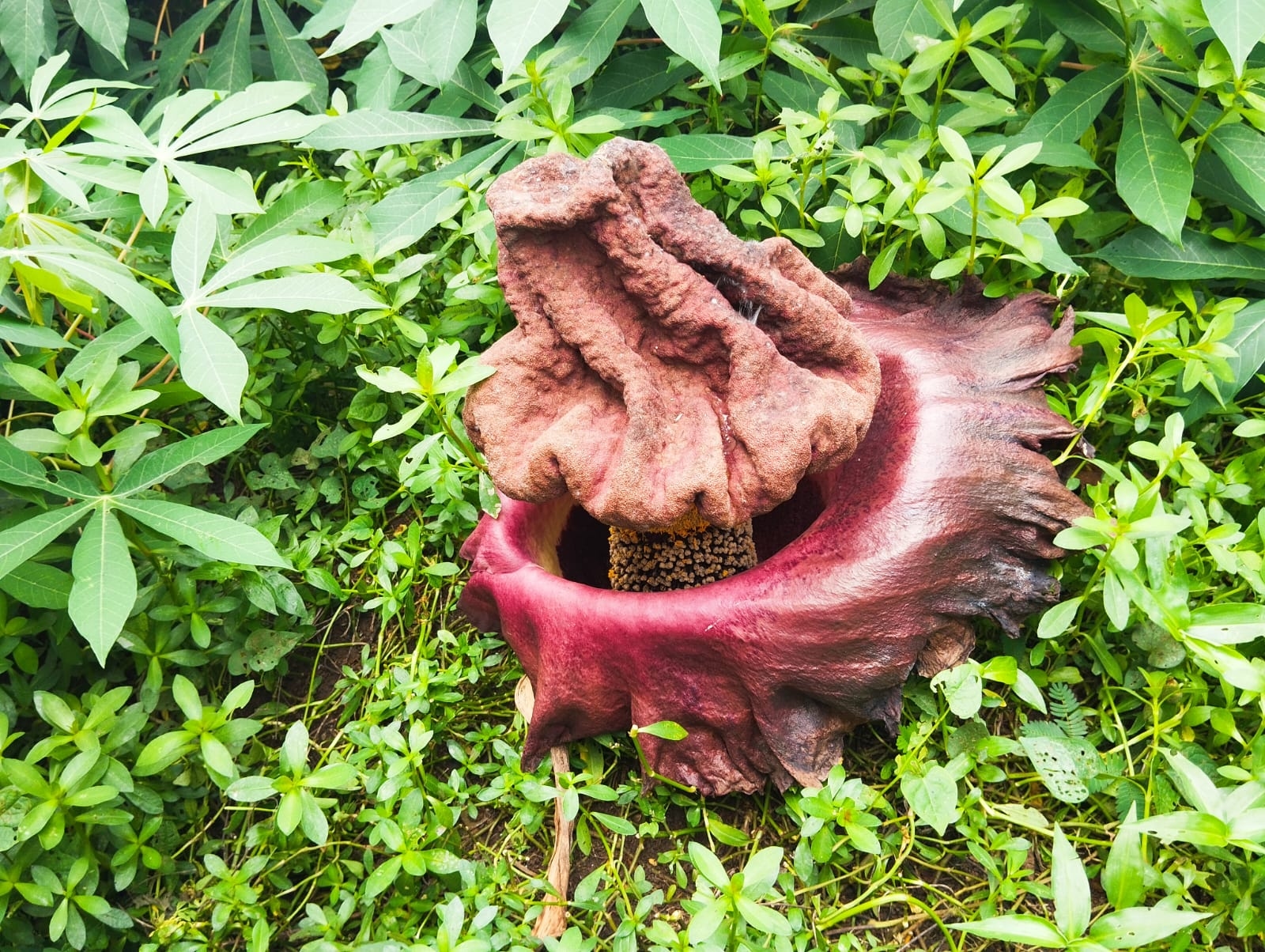 Heboh! Tanaman Serupa Rafflesia Tumbuh Membesar di Kebun Milik Warga, Menimbulkan Bau Tak Sedap